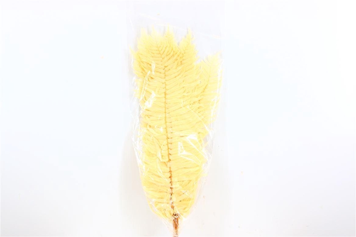 <h4>Pres Sword Fern Bleached 20pc Bunch</h4>