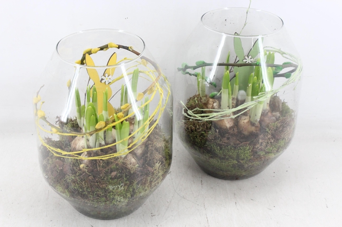 <h4>arr4 Narcis MB - Glas roma 285/6</h4>