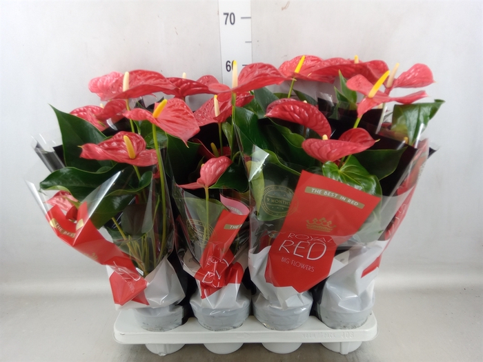 Anthurium andr. 'Michigan'