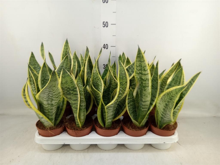 <h4>Sansevieria trifa. 'Futura Superba'</h4>