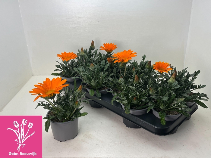 <h4>GAZ GAZOO CL ORANGE</h4>