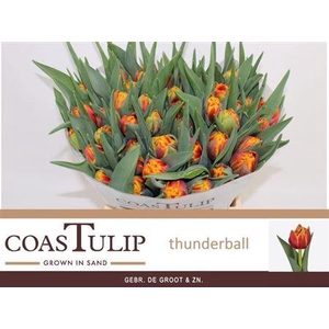 Tu [coas] Du Thunderball