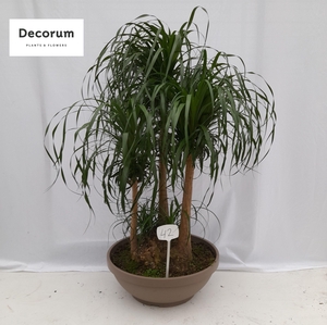 Beaucarnea vertakt op nummer 42