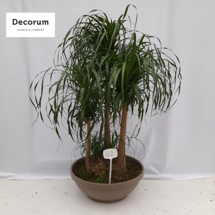 <h4>Beaucarnea vertakt op nummer 42</h4>