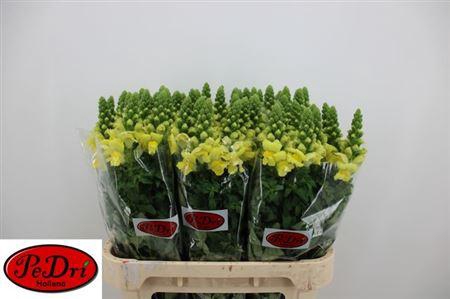 <h4>Antir Legend Yellow</h4>