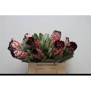 PROTEA M DIDI