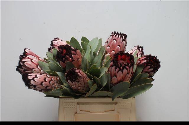 <h4>PROTEA M DIDI</h4>