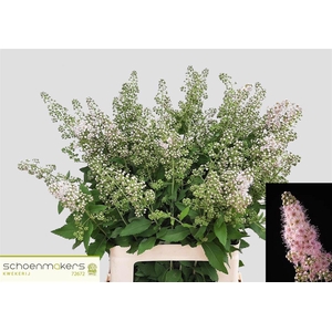 Spiraea Mag Pink Innocence