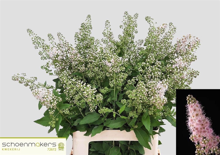 <h4>Spiraea Mag Pink Innocence</h4>