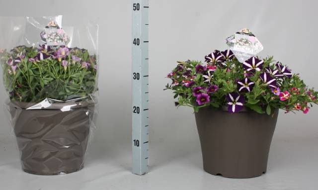 <h4>PERKPL GEM IN POT</h4>