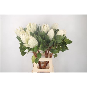 Protea Cy Arctic Ice
