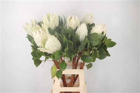 <h4>Protea Cy Arctic Ice</h4>