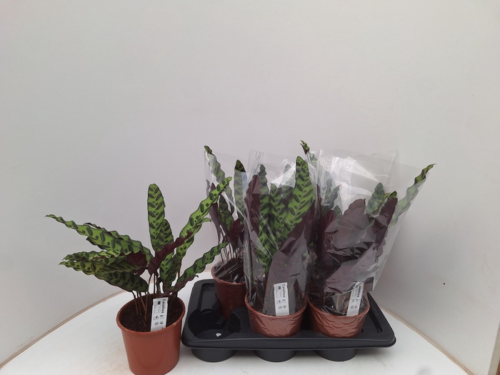 <h4>CALAT LANCIFOLIA</h4>