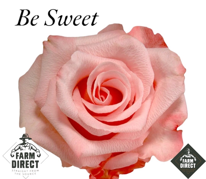 <h4>R GR BE SWEET</h4>