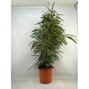 Ficus binn. 'Alii'