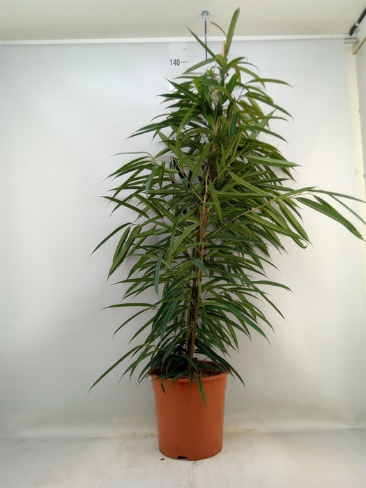 <h4>Ficus binn. 'Alii'</h4>