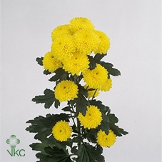 21929: Contradiction arrangement