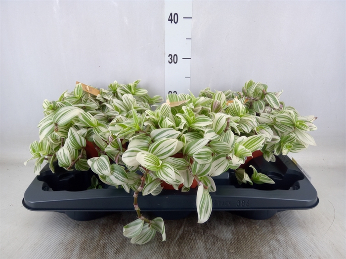 <h4>Tradescantia  'Brightness'</h4>