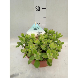 Cotyledon tome. ladys.