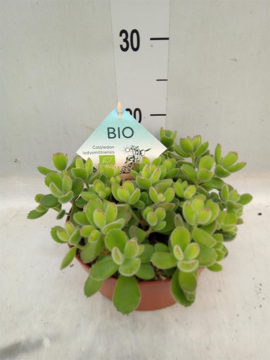 <h4>Cotyledon tome. ladys.</h4>