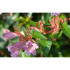 Abelia overig
