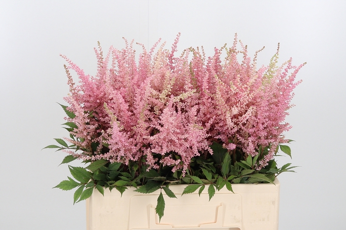 <h4>Astilbe Erika Roze</h4>