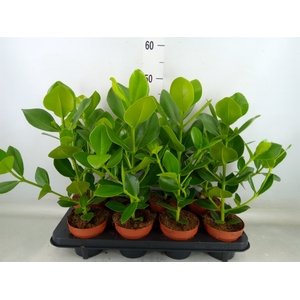 Clusia rosea 'Princess'