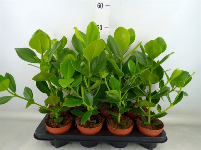<h4>Clusia rosea 'Princess'</h4>