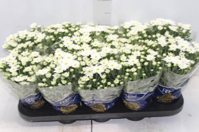 <h4>CRISANTEMO MINI P11 BRANCO</h4>