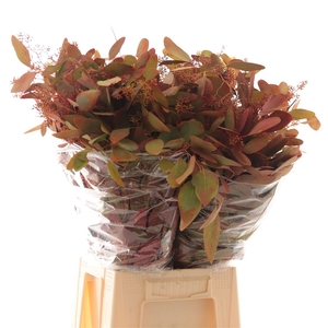 Populus Graan Geverfd Deluxe