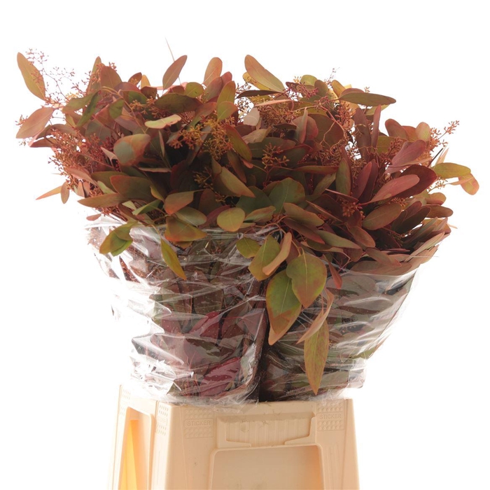 <h4>Populus Graan Geverfd Deluxe</h4>