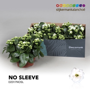 Kalanchoe No Sleeve - White