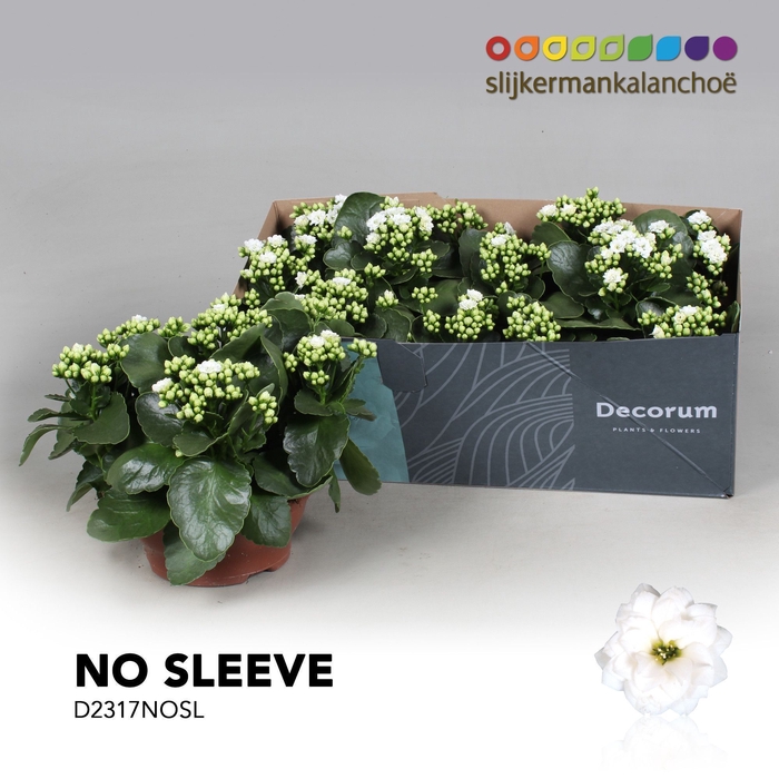 <h4>Kalanchoe No Sleeve - White</h4>