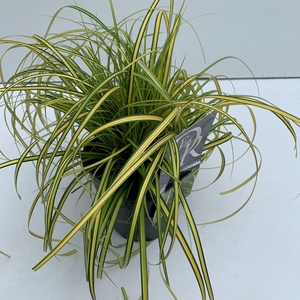 Carex Evercolor Eversheen