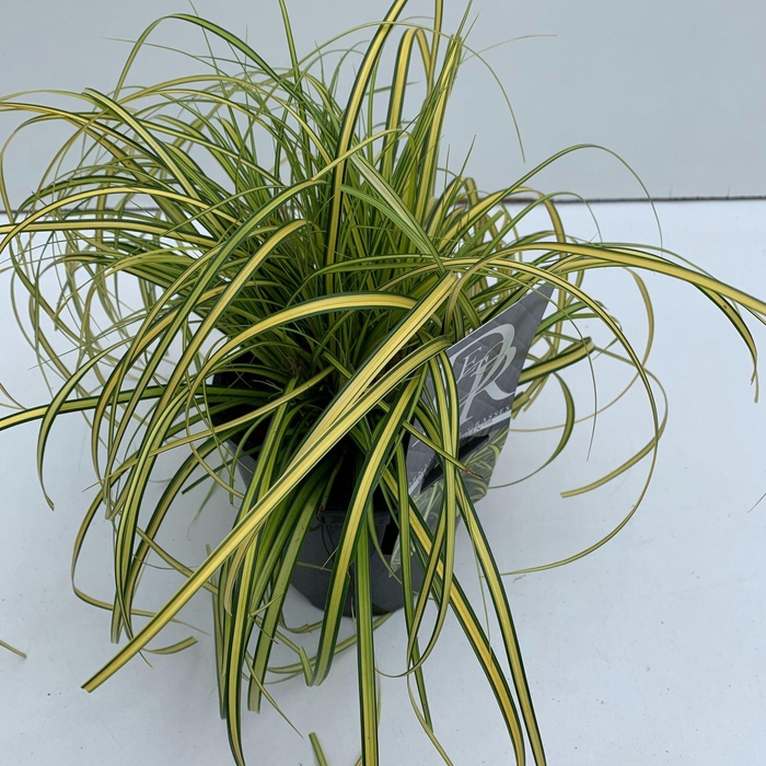 Carex Evercolor Eversheen