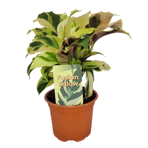 Calathea  'Fusion Yellow'