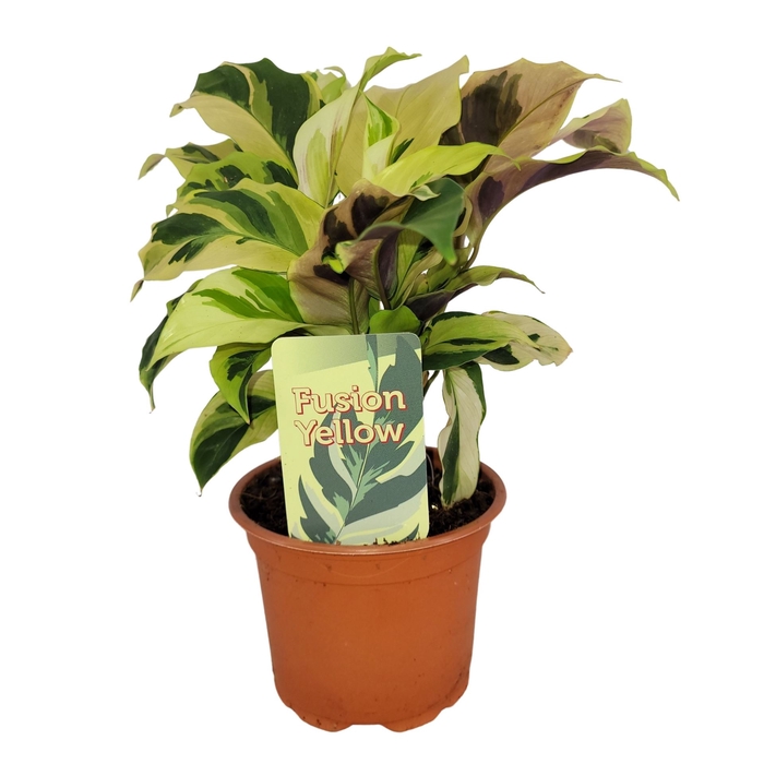 <h4>Calathea  'Fusion Yellow'</h4>