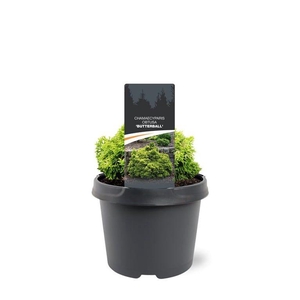 Chamaecyparis obtusa 'Butterball'