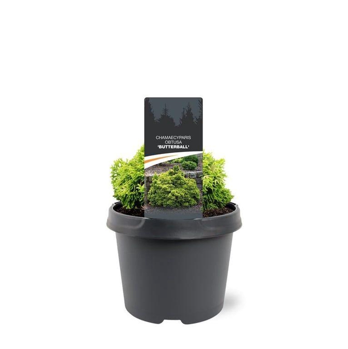 <h4>Chamaecyparis obtusa 'Butterball'</h4>