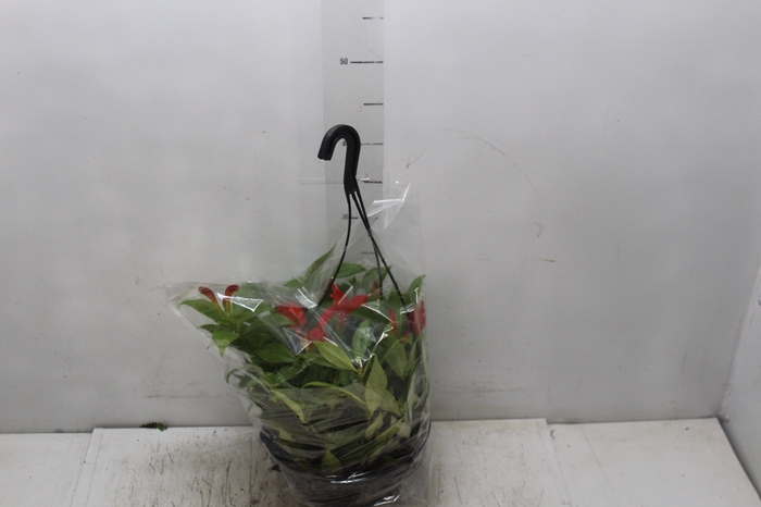 <h4>AESCHYNANTHUS SPECIOSUS C21</h4>