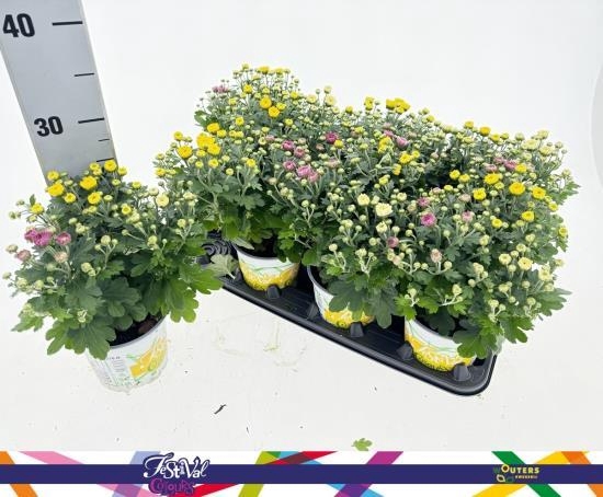 <h4>CHRYS GARDEN MUMS GM</h4>