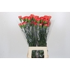 Dianthus St Arno