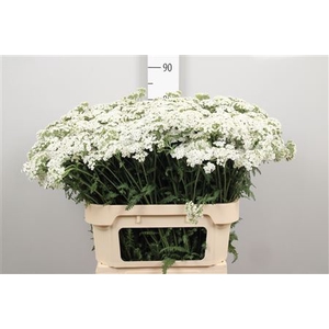 Achil M White Beauty
