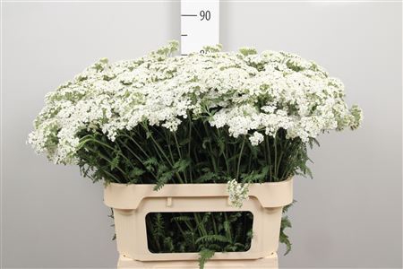 <h4>Achil M White Beauty</h4>