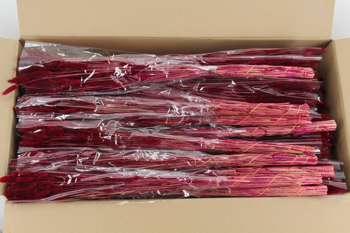 <h4>DF Lagurus Bs 50g/70cm Bordeau</h4>
