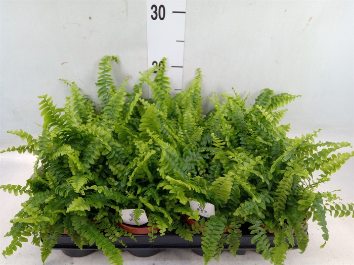 <h4>Nephrolepis exal. 'Green Lady'</h4>