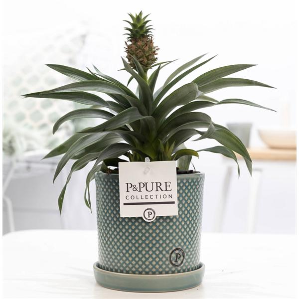 <h4>Ananas Rosita in P&PURE Lauren ceramics green</h4>