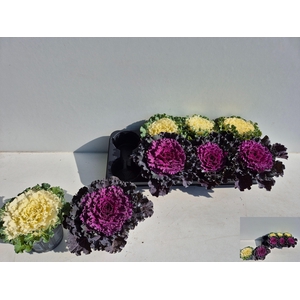 BRASSICA (SIERKOOL)