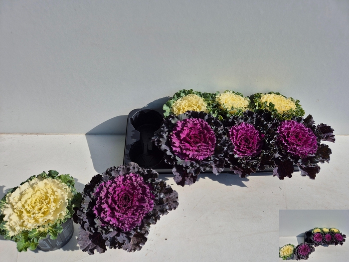 <h4>BRASSICA (SIERKOOL)</h4>