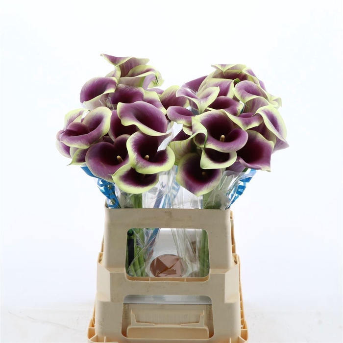 <h4>ZANT CAPT RANOMI</h4>